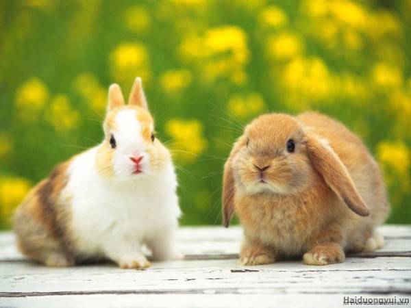 những hình ảnh thỏ dễ thương